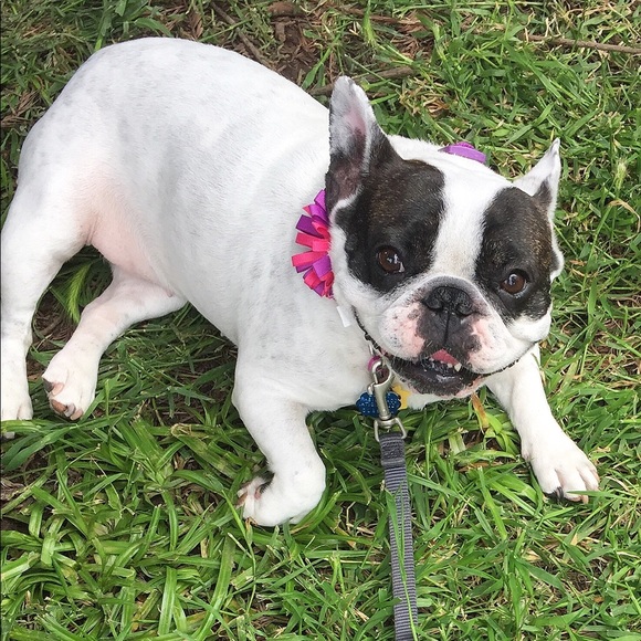 my “kids”—Bully & Lily‼️😍😍 - Picture 6 of 6